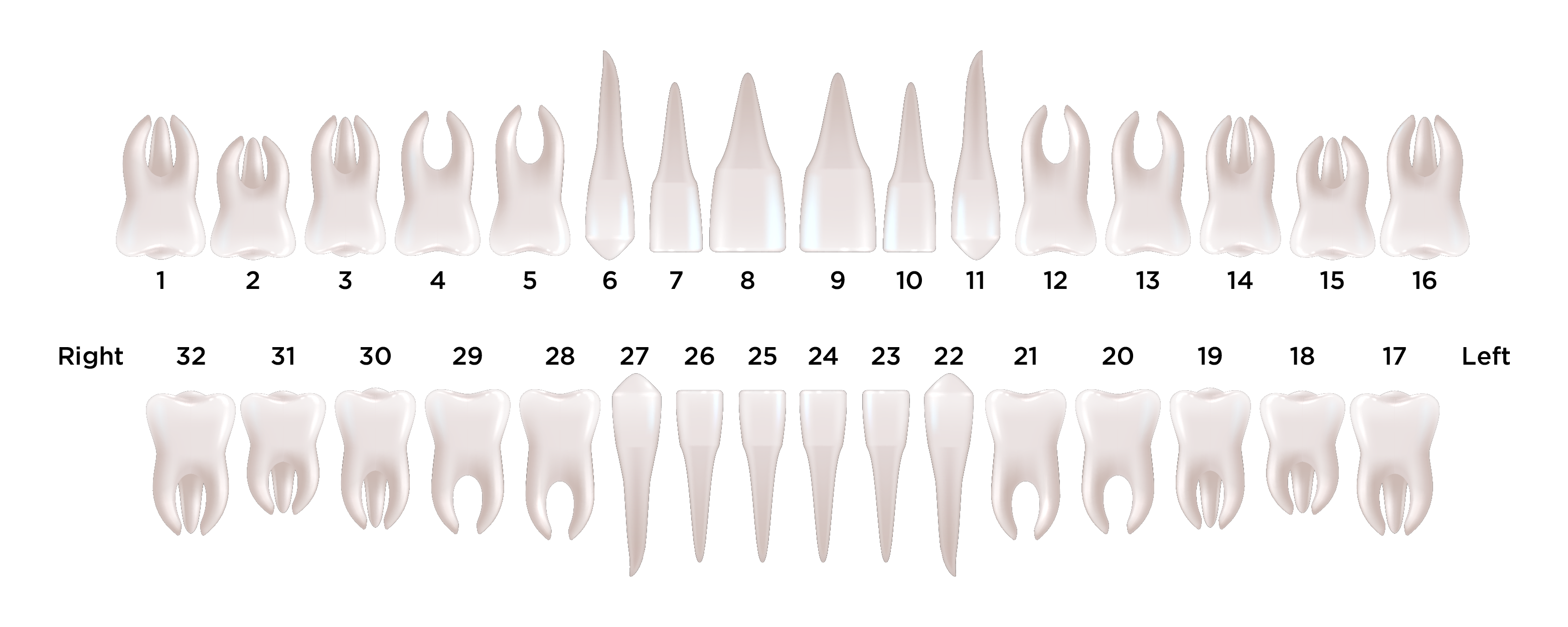 Tooth chart showing top and bottom with corresponding numbers to each tooth